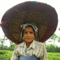 Canton Tea Assam