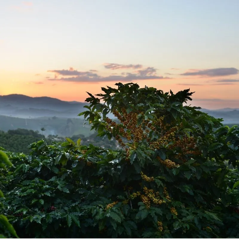 Fairtrade en biologische koffie? Agust Natura Equa bonen.